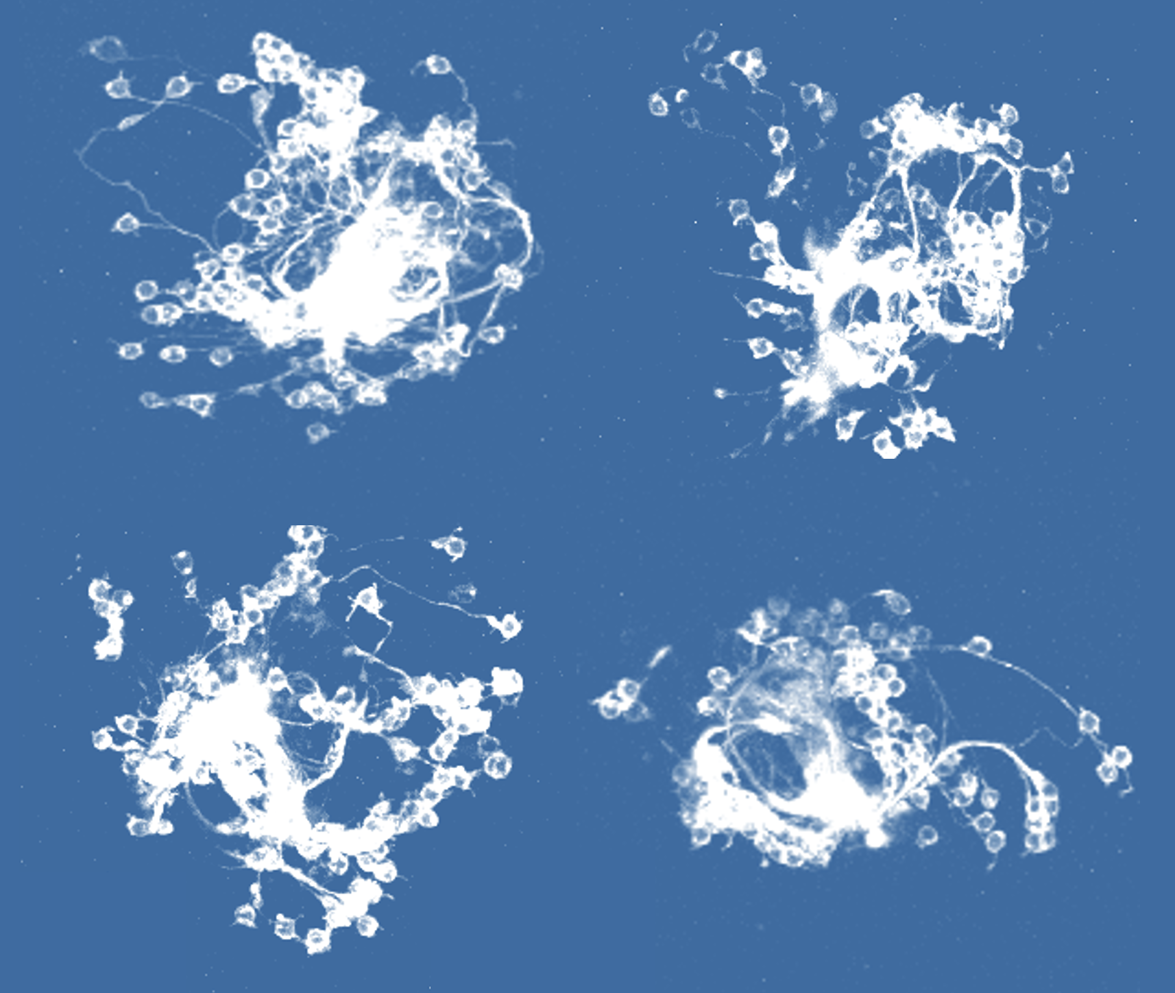 Dye-filled KCg-d neurons